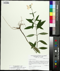 Physostegia virginiana image