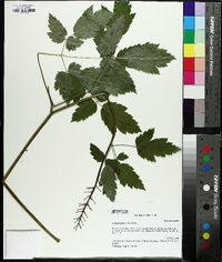 Actaea rubra image