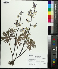 Delphinium tricorne image