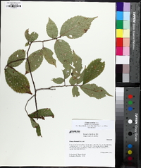 Ulmus serotina image