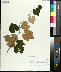 Vitis labrusca image