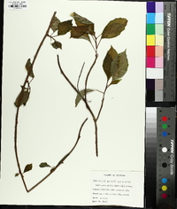 Schisandra glabra image