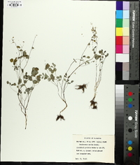 Thalictrum debile image