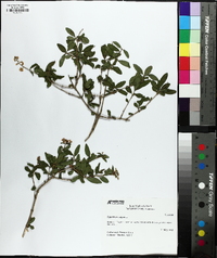 Ligustrum vulgare image