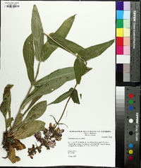 Penstemon calycosus image