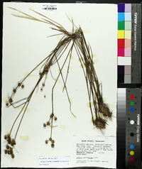 Juncus scirpoides image