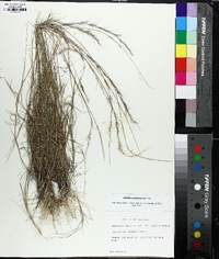 Aristida purpurascens image