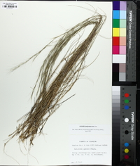 Aristida purpurascens image