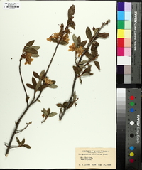 Rhododendron albiflorum image