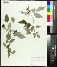 Rubus occidentalis image