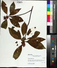 Illicium floridanum image