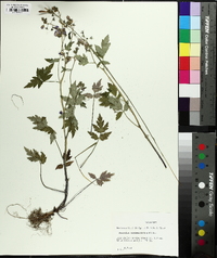 Phacelia bipinnatifida image