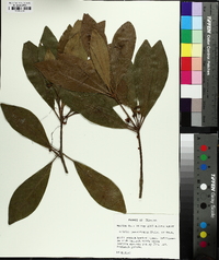 Illicium parviflorum image