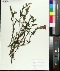 Castilleja parviflora image