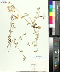 Phlox stolonifera image