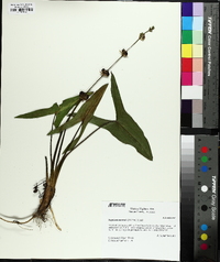 Sagittaria australis image