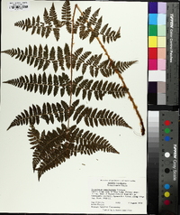 Dryopteris campyloptera image