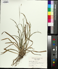 Carex laxiculmis image