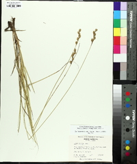 Carex festucacea image