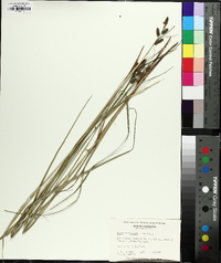 Carex caroliniana image