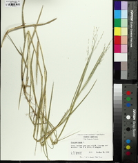 Panicum repens image