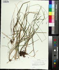 Poa cuspidata image