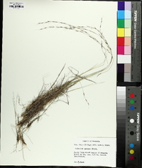 Aristida purpurascens image