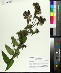 Silphium radula image