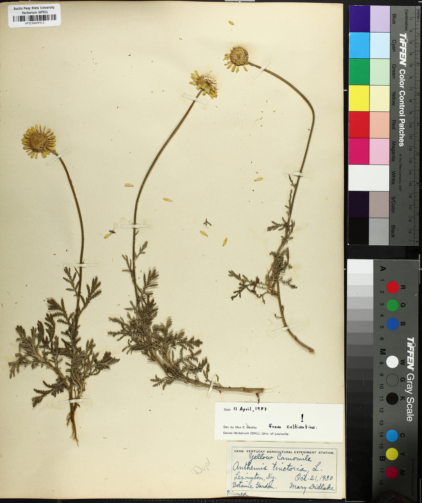 Cota tinctoria image