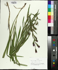 Liatris cylindracea image