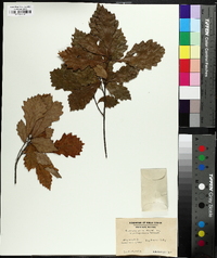 Quercus prinoides image