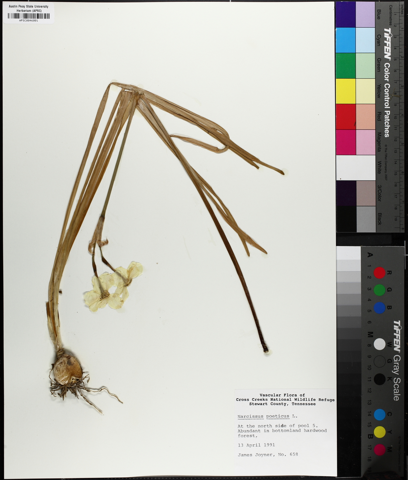 Narcissus poeticus image