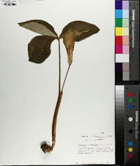 Arisaema pusillum image