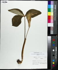 Arisaema pusillum image