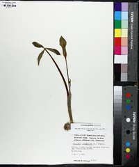 Arisaema pusillum image