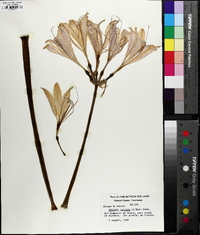 Lycoris radiata image