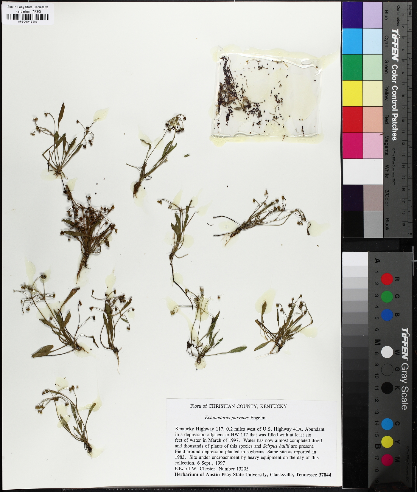 Helanthium tenellum image