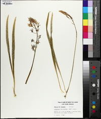 Camassia scilloides image