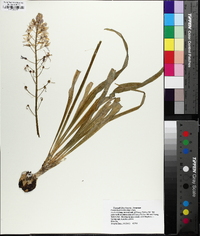 Camassia scilloides image