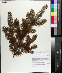 Taxus canadensis image