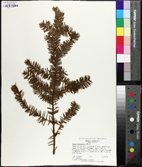 Taxus canadensis image