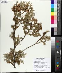 Thuja occidentalis image