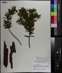 Taxus cuspidata image