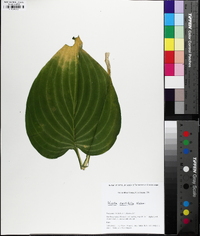 Hosta rectifolia image