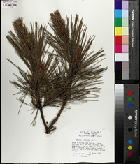 Pinus echinata image