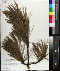 Pinus echinata image