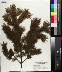 Picea glauca image