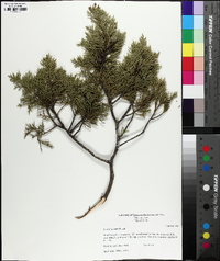 Juniperus ashei image