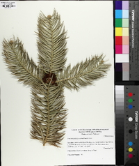 Cunninghamia lanceolata image