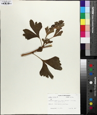 Ginkgo biloba image